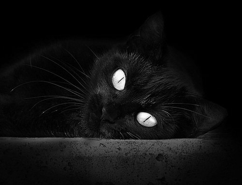 开云体育官方下载-日本马术协会举办“Sinjska Alka”文化交流活动，促进传统文化传承。